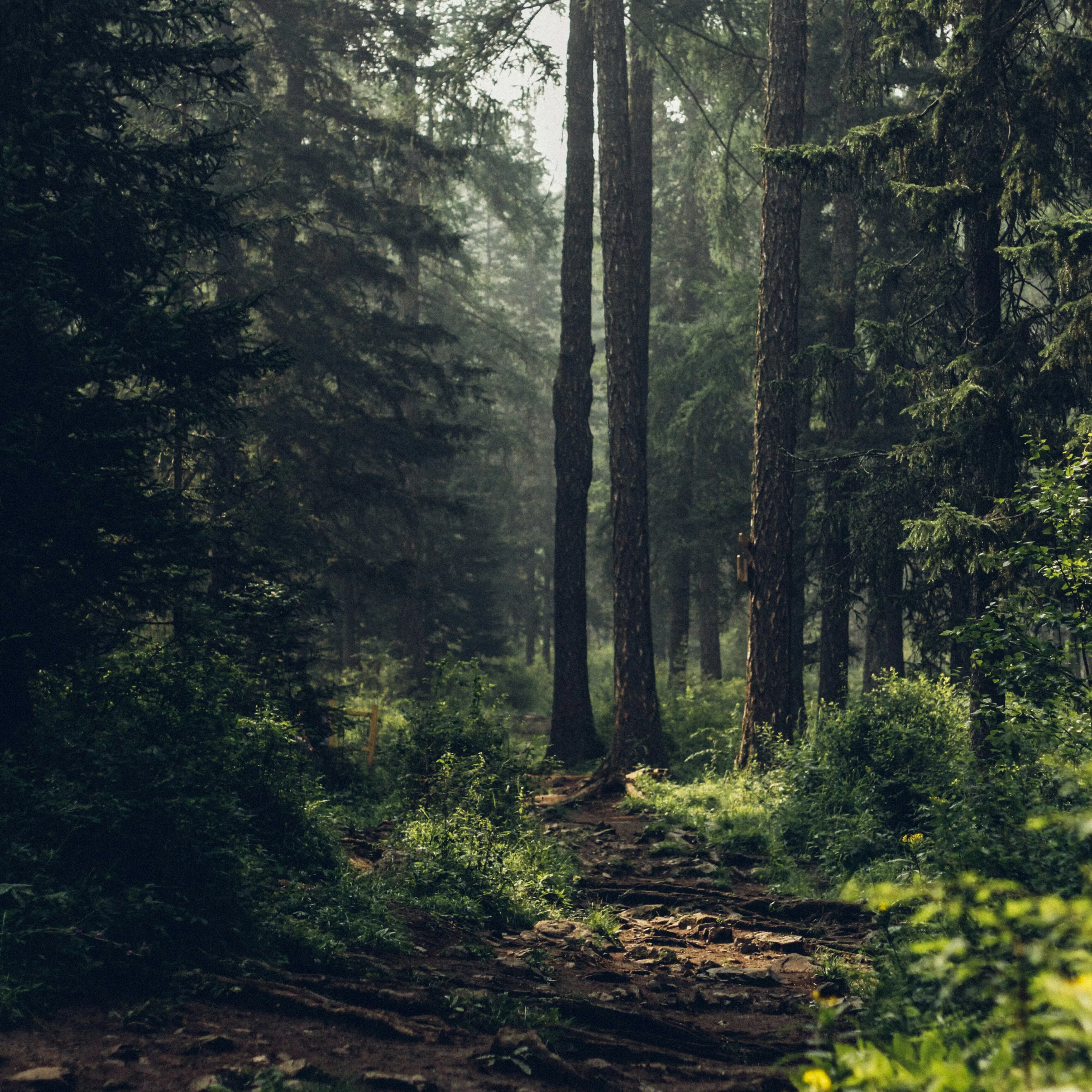 Nature